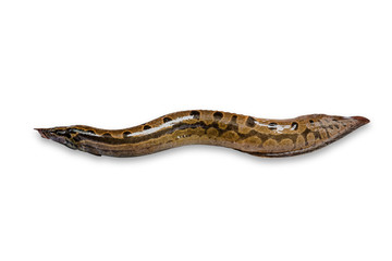Bengal swamp eel fish or Indian eel fish (Anguilla bengalensis)