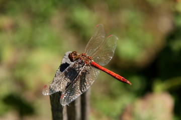 Dragonfly