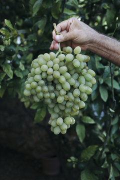 White grapes held in a mans hands