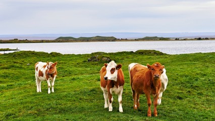 Fototapeta na wymiar Icelandic cows