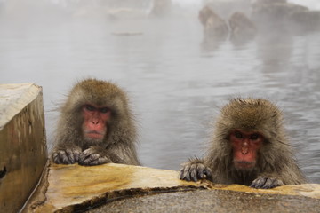 Snow Monkey Park, Japan