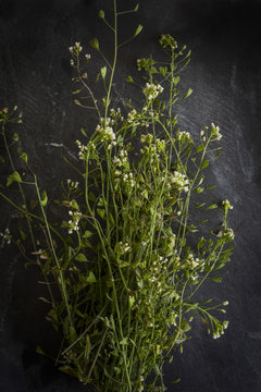 Wild herbs on slate board. Top view