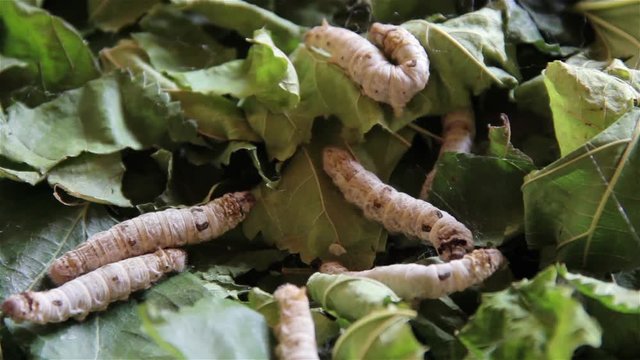 mulberry is eaten by silkworm
