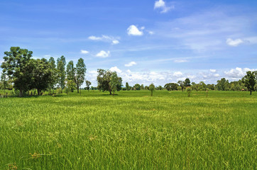 green rice field and beautiful nature