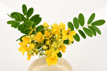 Scrambled eggs, Kalamona (Senna surattensis (Burm.f.) HSIrwin & Barneby) flowers, herbs, Thailand properties of the medicine, the leaves can be eaten as a vegetable and a sacred tree.