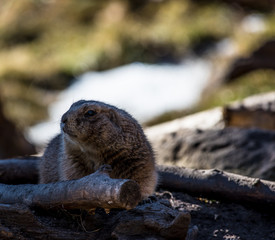 Black tailed prairie dog close up
