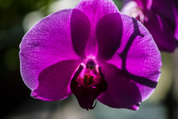 Pink orchid close up