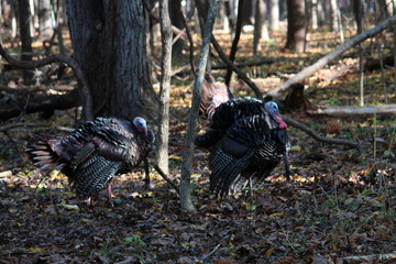 Wild Turkey © boatrightken