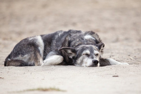 picture of a sleeping dog