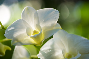 Close up of white vanda