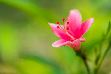 Close up of pink Chinese rose