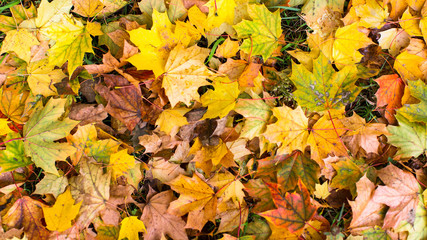 Fallen yellow leaves, autumn background.