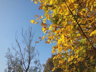  albero giallo autunno