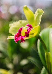 Beautiful Purple orchid flowers