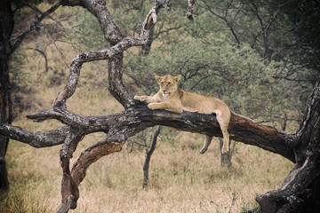 Lion in Tree