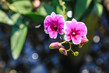 Fototapeta na wymiar Beautiful Purple orchid flowers