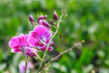 Beautiful Purple orchid flowers