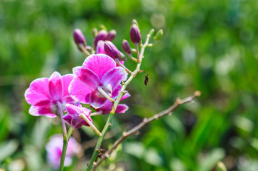 Beautiful Purple orchid flowers