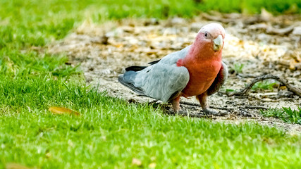 Beautiful galah cockatoo walking on ground