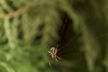 Araña en su tela-araña, esperando caiga un insecto