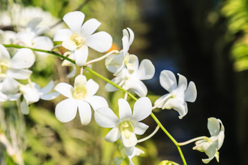 Beautiful Purple orchid flowers