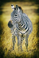 Zebra, Crater