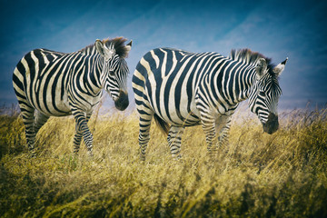 Fototapeta na wymiar Zebra Friends