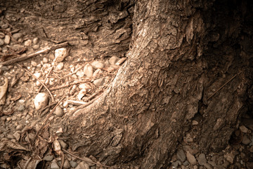 Closeup of tree trunk details with green leaf background