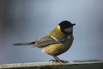 Природа, животные, птицы, фауна, синица, большая синица,  больша́к, Parus major,  синицевые,  воробьинообразные
