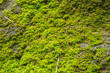 moss covered rock background and texture