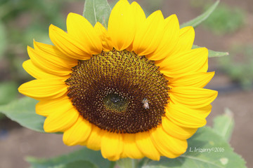 bee in sunflower
