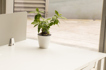 Office workplace with potted plant on the desk