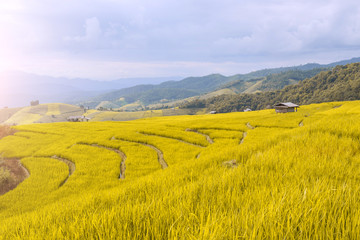 Fototapeta premium Beautiful nature yellow rice field, a major tourist attraction in Countryside, Chiangmai, Thailand, location very popular for photographers and tourists