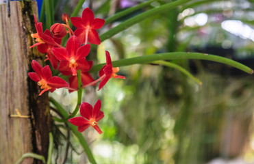 Beautiful Purple orchid flowers