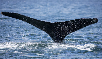 Whale Tail with drops