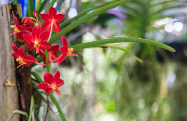 Beautiful Purple orchid flowers