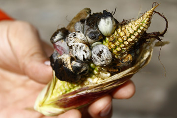 Huitlacoche