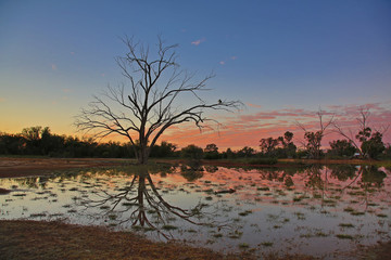 Naklejka premium At peace with the world as the sun rises over a waterhole with tree in reflection.