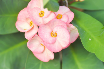 Christ Thorn,Euphorbia milii flower