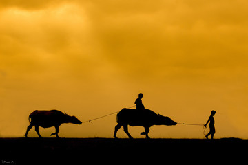 Farmer boys and their buffaloes back home in sunset, Phatthalung Province, Thailand