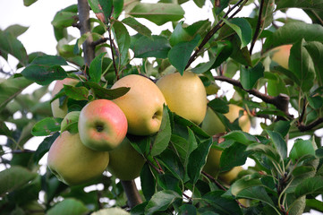 apples on the tree