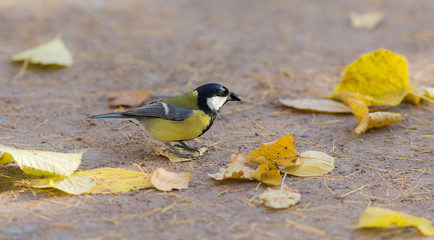 tit in autumn