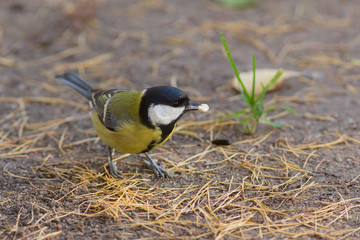 portrait of tit