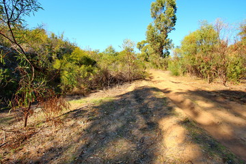 Dirt road through Australian bush