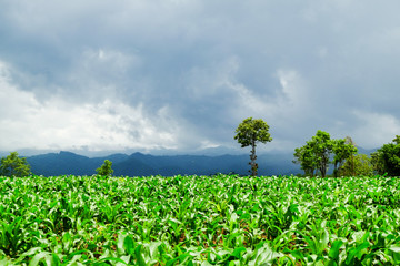 Green corn field rain cloud background