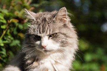 Cat watching something outdoors on a sunny summer day