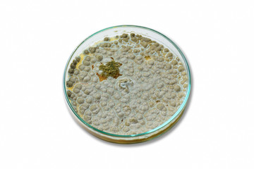 Colonies of allergenic fungus Penicillium from air spores on a petri dish (agar plate)