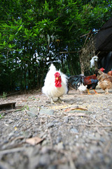 chicken