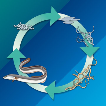 Cycle de reproduction du l&rsquo;anguille [non l&eacute;g.]