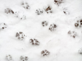 Traces of animals in the snow.
